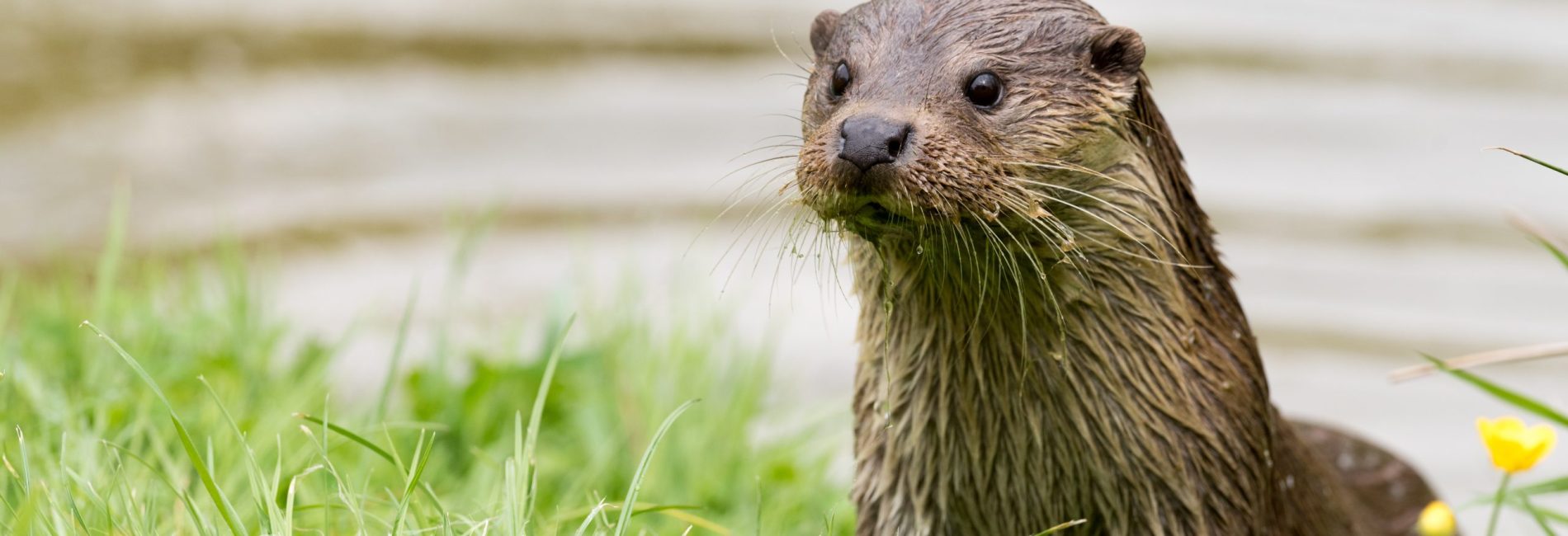 British Wildlife